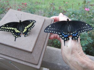 Eastern Black Swallowtail butterflies; Left – Male, Right - Female